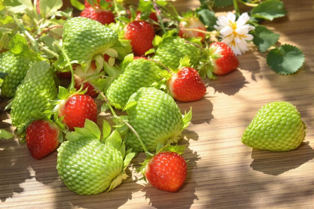 Ne jetez pas vos queues de fraises, c’est un trésor (surtout pour vos plantes).jpg