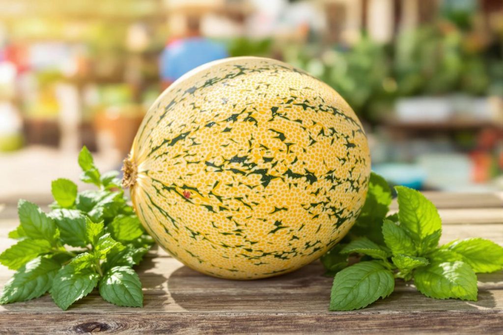 L'astuce d'une productrice de melon pour choisir un fruit bien mûr et parfumé.jpg